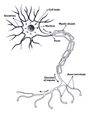 Neuron