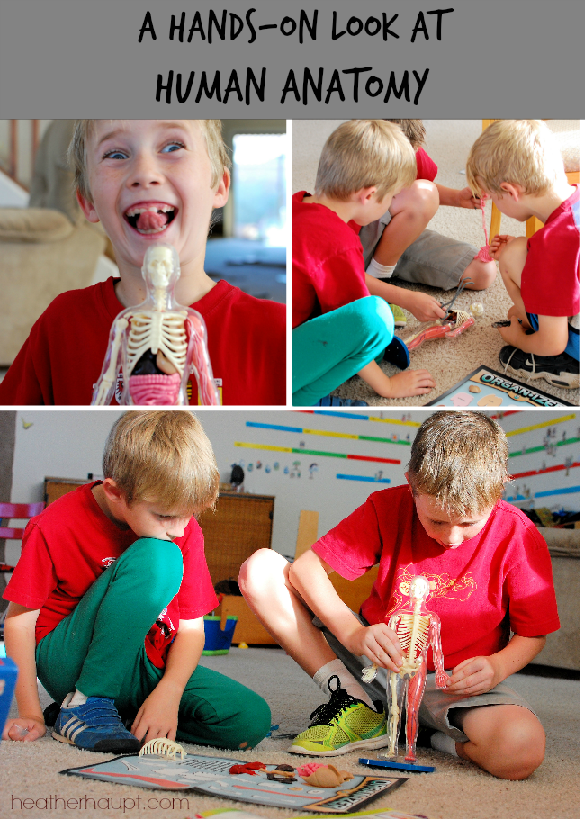 This engaging human body model is a powerful way to pull kids into a study of human anatomy.