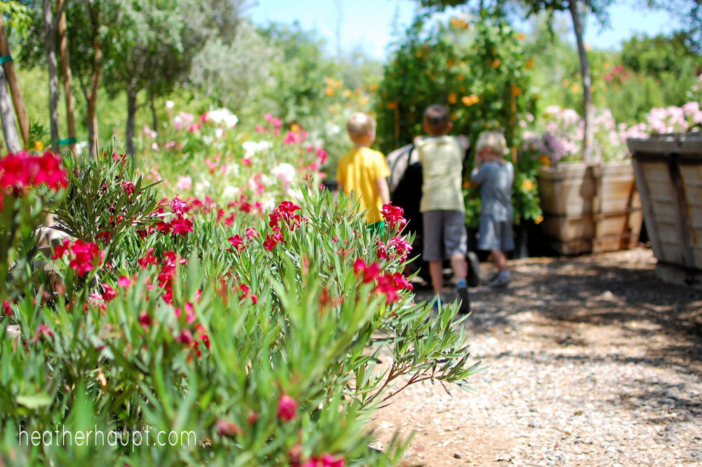 Taking a field trip to a local nursery for 'nature study!'