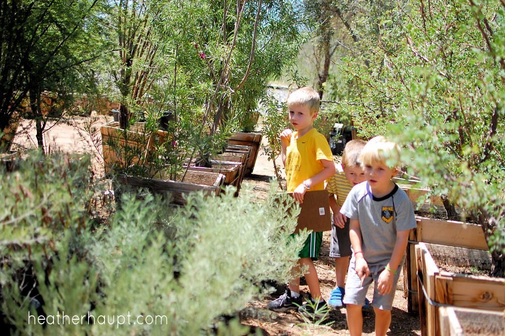 Taking a field trip to a local nursery for 'nature study' for a 'nature mapping the neighborhood' challenge!