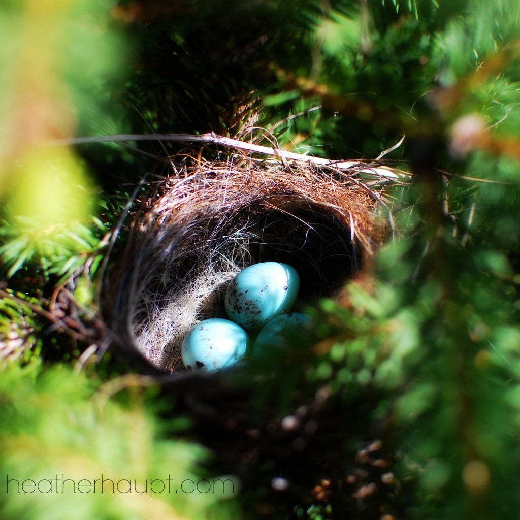 Fresh inspiration for nature walks >> and open-and-walk-out-the-door resource! #NatureWalks